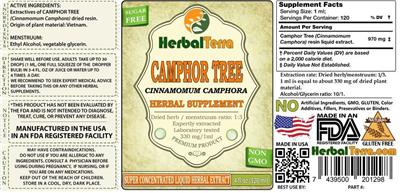 Camphor Tree