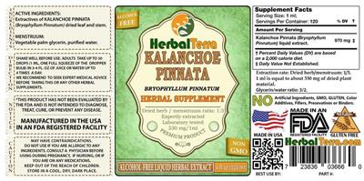 Photo of the Herbal Terra Kalanchoe Pinnata Alcohol Free label