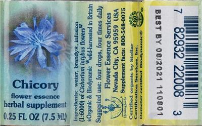Chicory Flower Essence
