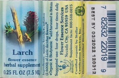 Larch Flower Essence