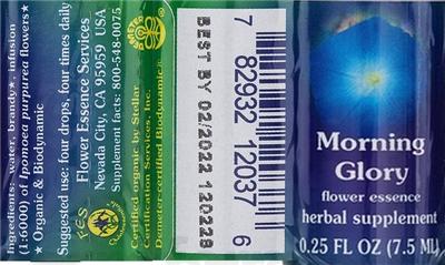 Morning Glory Flower Essence