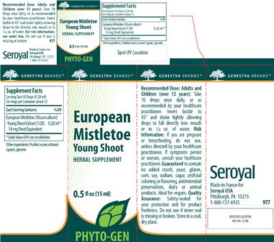 European Mistletoe Young Shoot